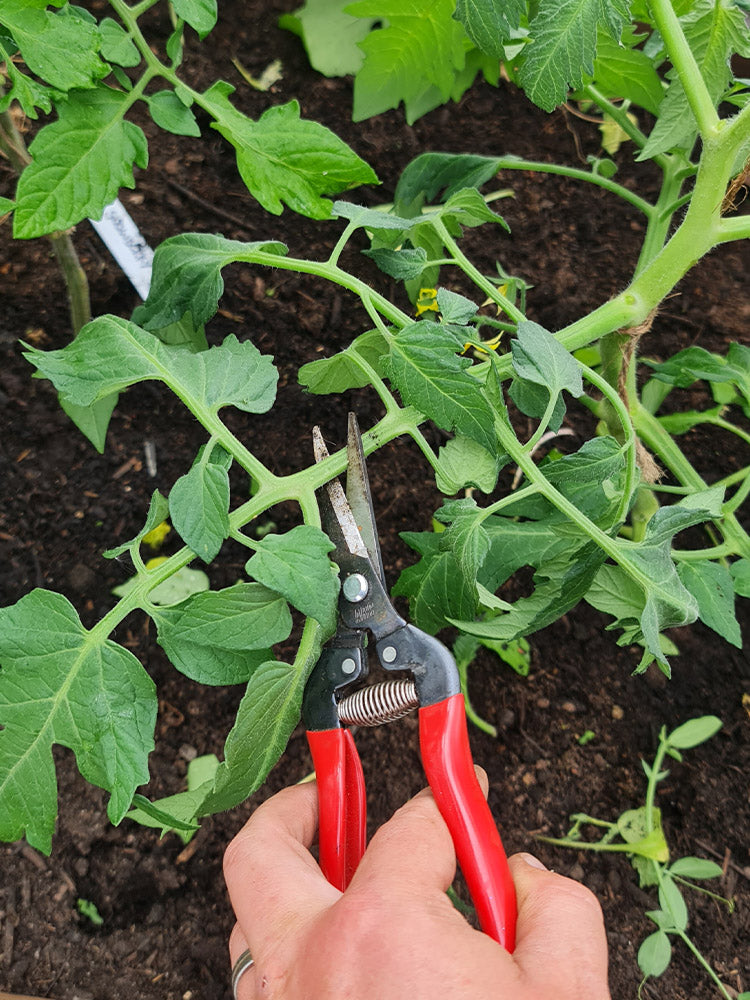 ARS 300L Long-Nose Pruning & Harvesting Snips