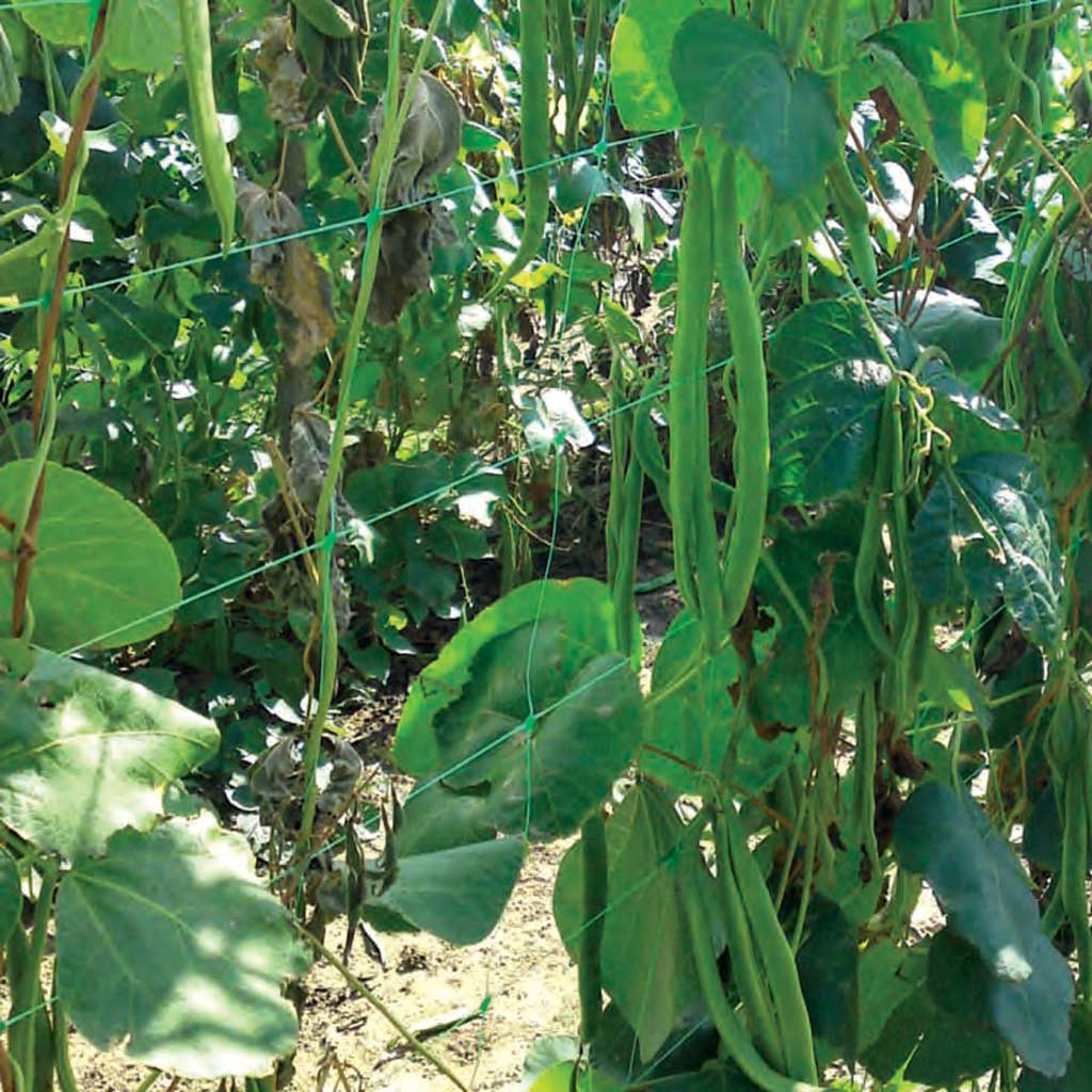 Pea & Bean Netting 1.7m x 4m