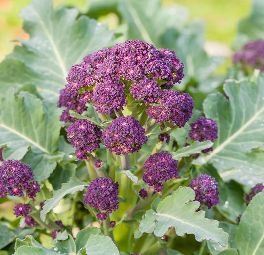 Broccoli Purple Sprouting