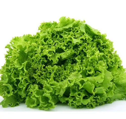 Lettuce Salad Bowl Green