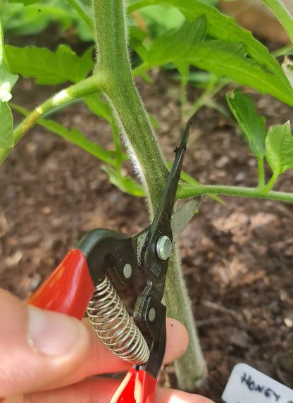 ARS 300L Long-Nose Pruning & Harvesting Snips