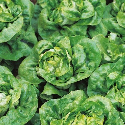 Lettuce Buttercrunch
