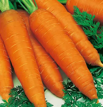 Carrot Autumn King