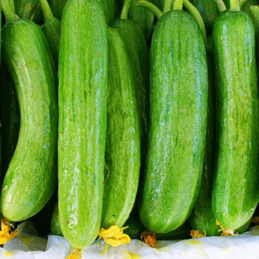 Cucumber Beit Alpha F1