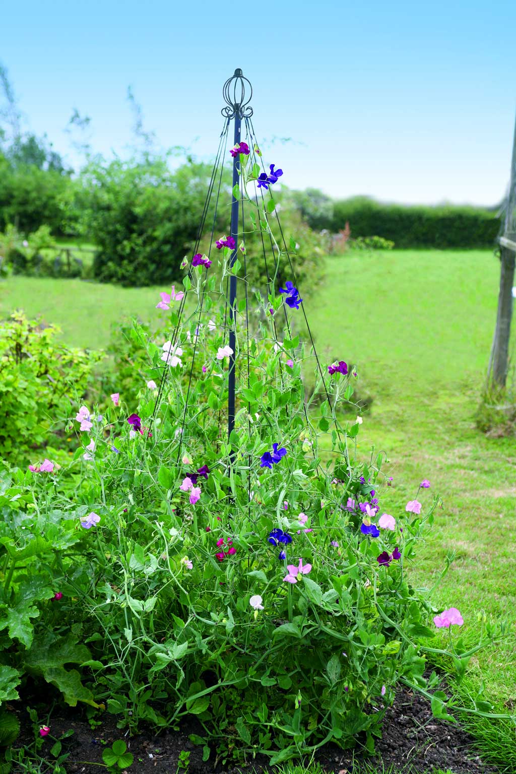 Haxnicks Garden Maypole