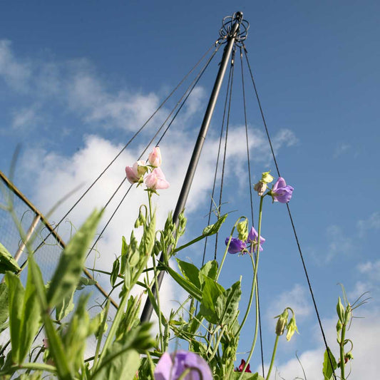 Haxnicks Garden Maypole