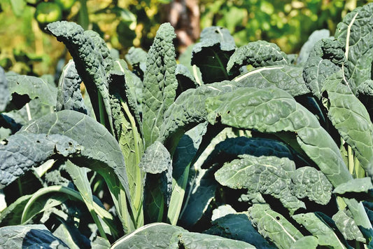 Kale Black Tuscany 'Borecole'