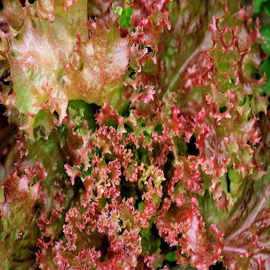 Lettuce Lollo Rosso