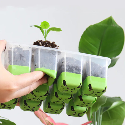 12 Cell Seed Tray With Silicone Bottom (6 Pack)