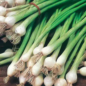 Spring Onion White Lisbon